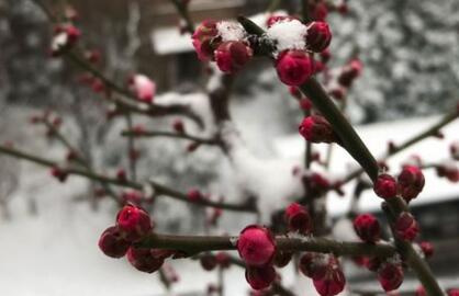 蔷薇科“梅花”生长在什么地方？象征着什么意义？花果能食用吗？能不能扦插