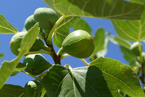 无花果、月季、桂花等10种常见盆栽植物的扦插方法介绍！捡个枝条养一盆