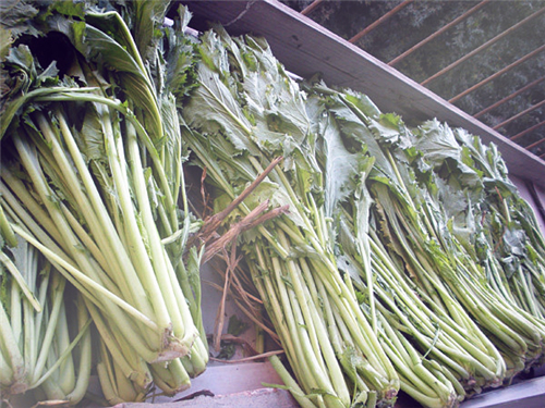 一年生草本植物雪菜（雪里红）是什么菜？什么时候种好？怎么种？
