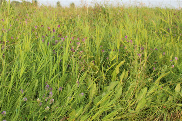 秋冬季种植紫花苜蓿，病虫害如何防治？