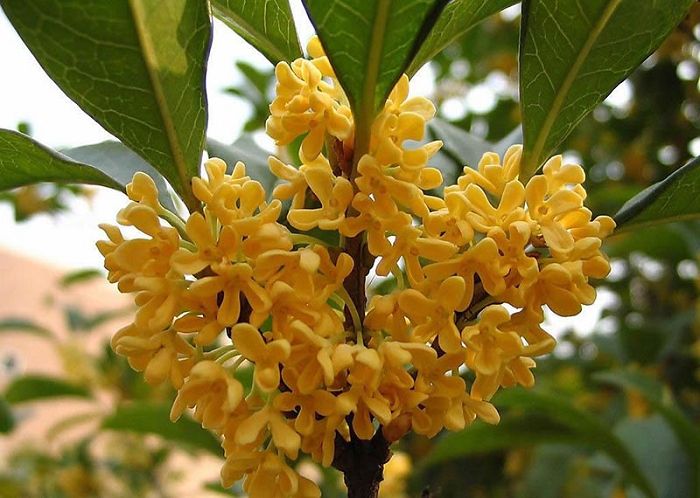 桂花不开花原因,桂花什么时候开花