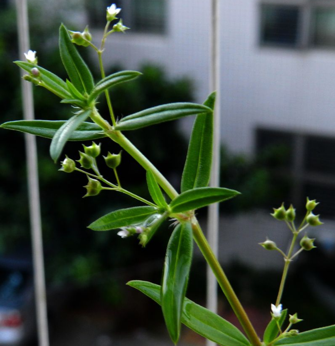 白花蛇舌草有毒吗白花蛇舌草药材种植技术