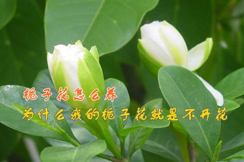 家里的盆栽栀子花怎么养？