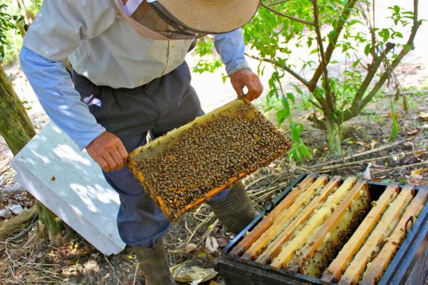 养蜂最惨的春天！天灾严重，政府祭出多项补助，蜂农：养蜂50年这次最严重