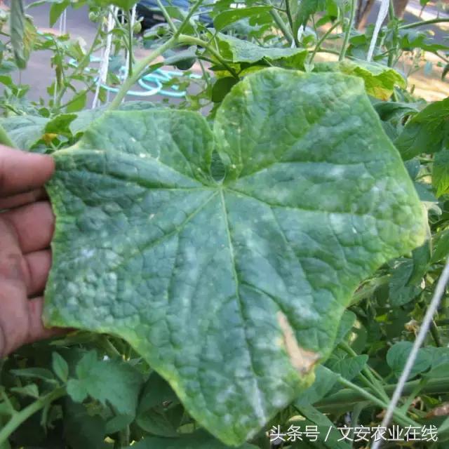 植物病害如何解决