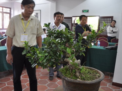 盆景桩景造型过程中比例的涵盖范围