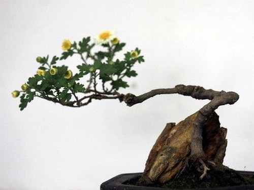 不同造型菊花盆景制作方法