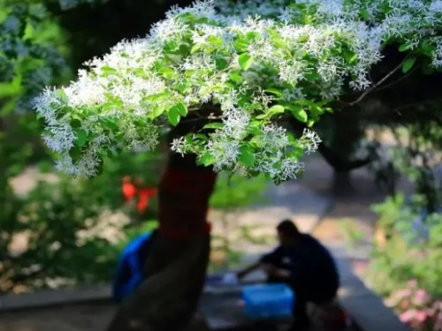 流苏嫁接桂花盆景