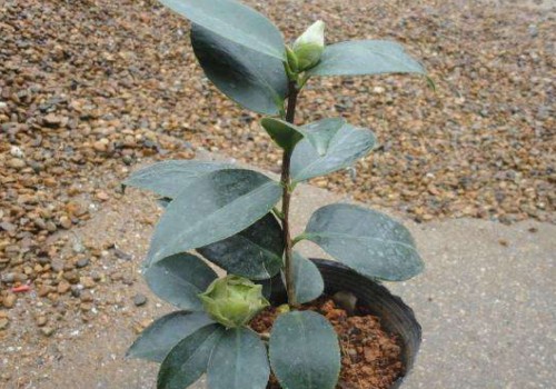 种植茶花用深盆还是浅盆浅栽还是深栽的好