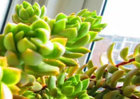 怎么给徒长的黄丽砍头 砍头后怎么处理 需要知道的疾病预防方法