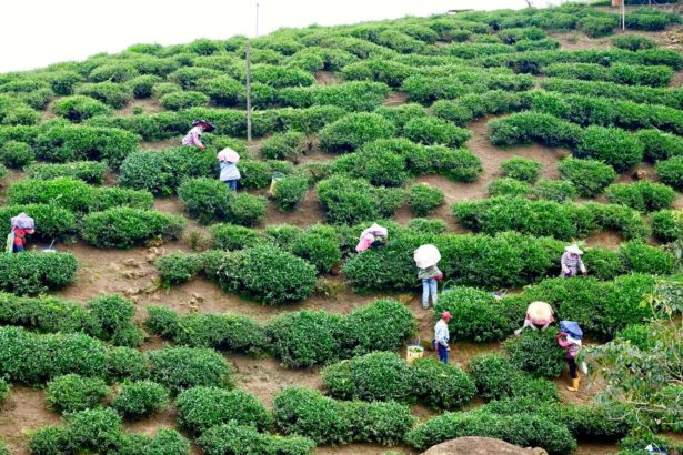 消失的茶山01》不敌高山茶受市场青睐，被打入冷宫的冻顶乌龙茶