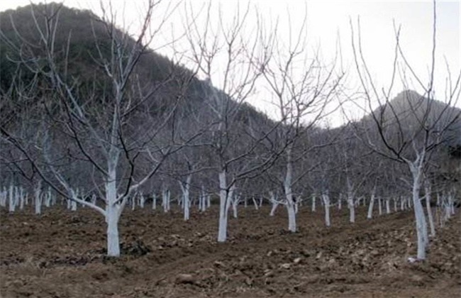 李子树冬季防冻措施