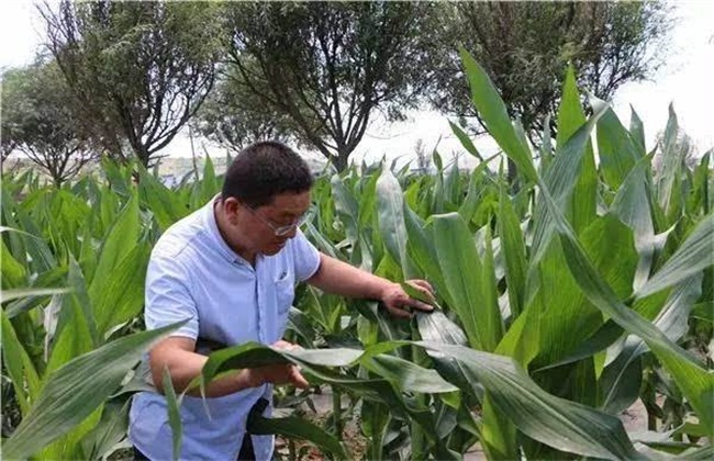 微生物农药的优缺点