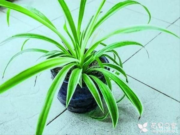 在家如何种植兰花，知道技巧实在种植兰花并不难