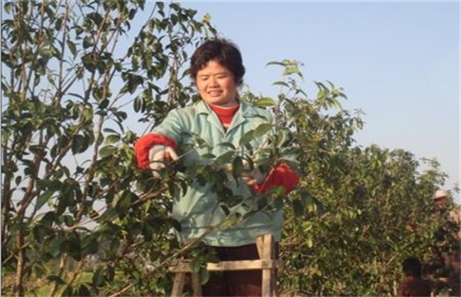 桂花树修剪时间和方法