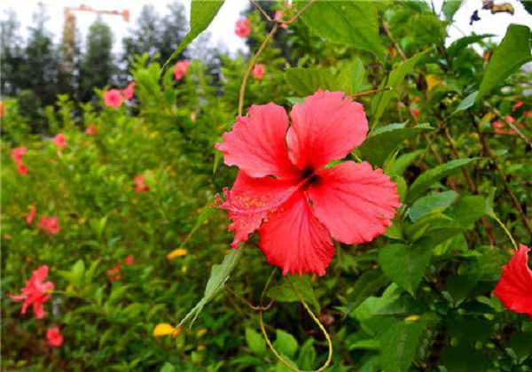 白露时节花卉应做的五个“及时”