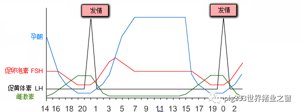 激素管理(III)-使用外源孕酮控制母猪发情时间