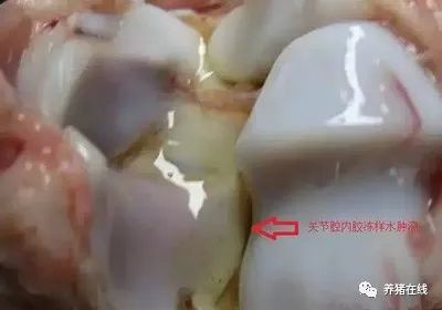 小猪腿肿用什么药？头孢配合它效果翻倍