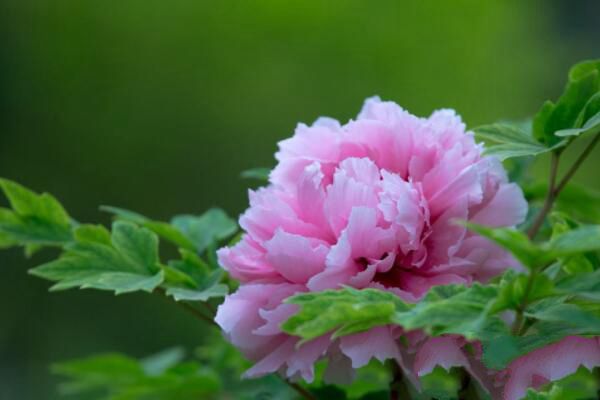 如何提高花卉成活率？巧施微生物肥料提高花卉成活率