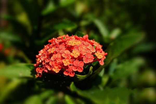 为何新手浇花易涝死、旱死？花卉浇水七多七少原则