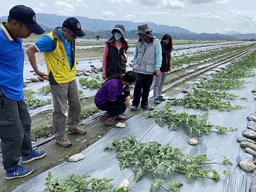 凤林镇西瓜田蔓枯病现踪花莲县府呼吁瓜农做好防治工作