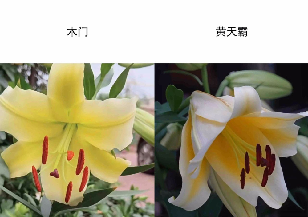 百合花木门和黄天霸是一个品种吗 木门百合和黄天霸的区别怎样区分