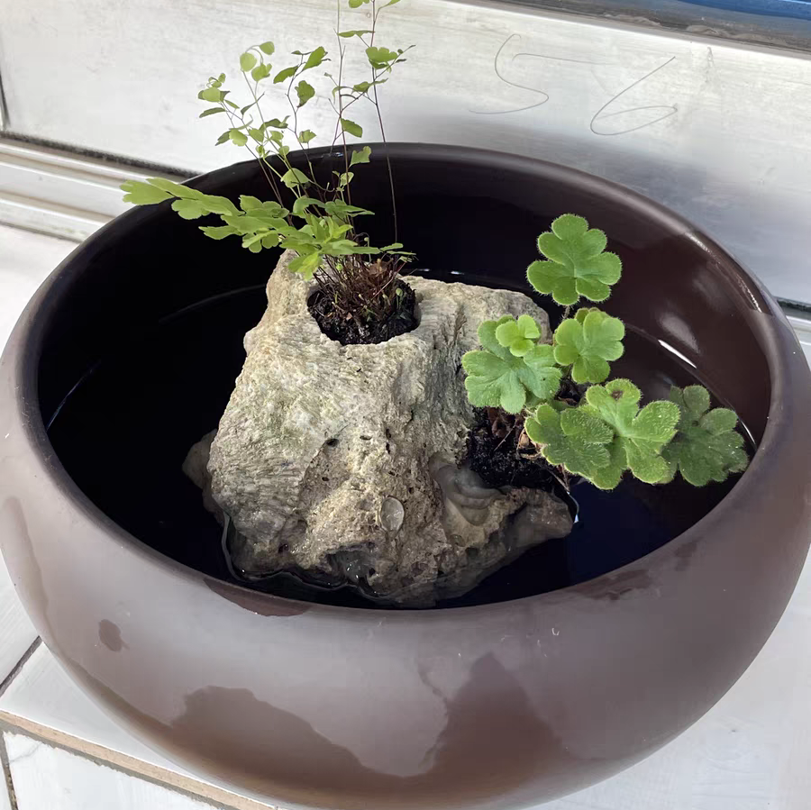 最喜阴室的室内植物推荐 浴室植物最好的盆栽哪种最好