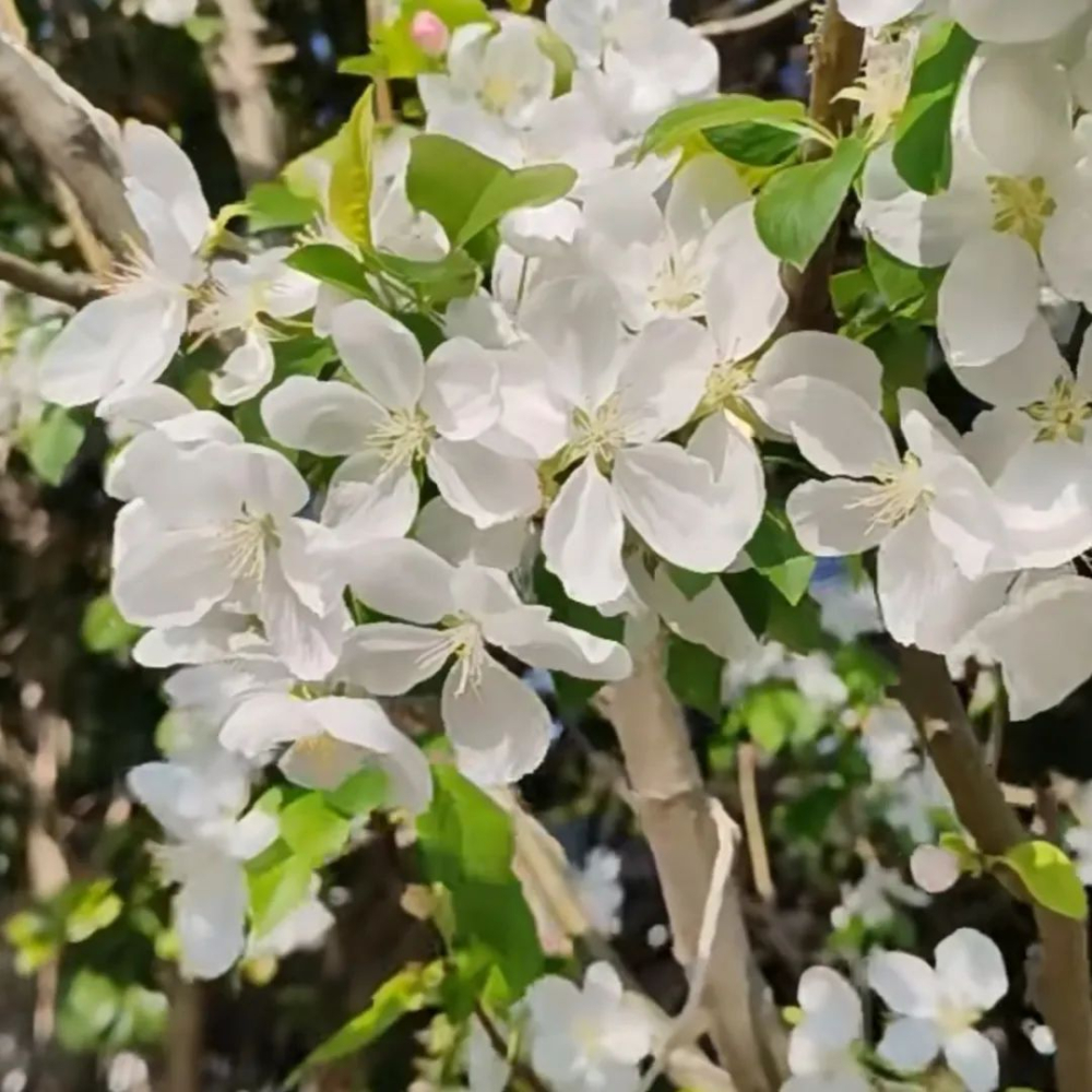 海棠花品种大全介绍 海棠花最好的品种有哪些