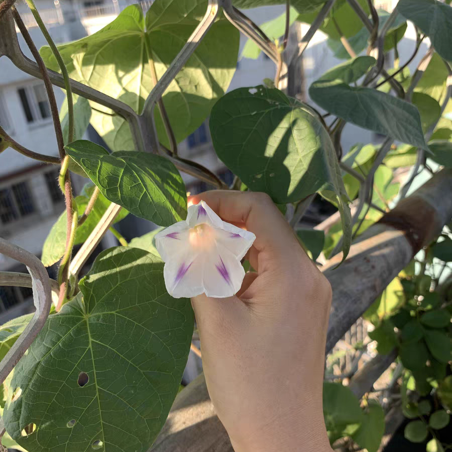 爬藤花卉植物推荐 爬藤花卉都有哪些品种漂亮有香味