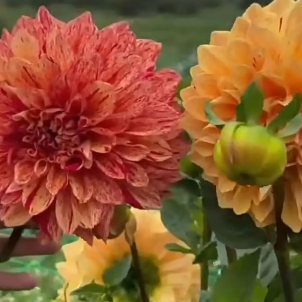 大丽花和小丽花是一样的吗 大丽花和小丽花有什么区别