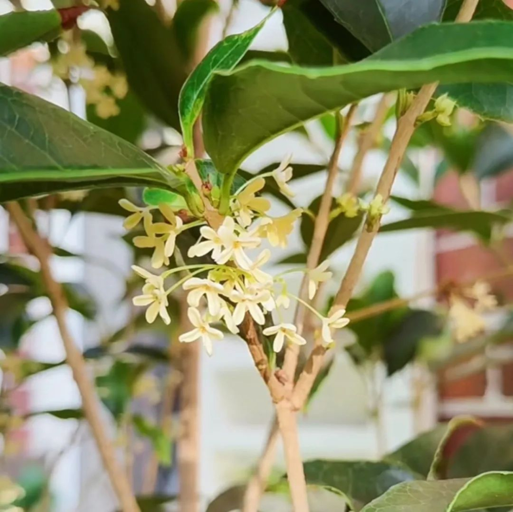 九月开花的花卉品种 九月份开花的植物都有哪些