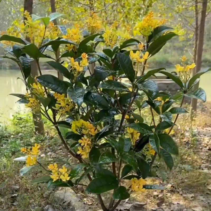 中秋节应该买什么鲜花 中秋节适合送什么花最好