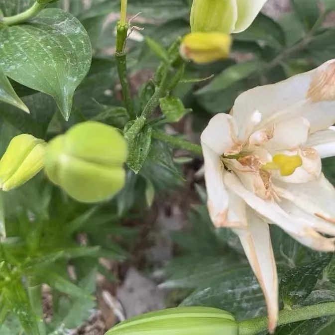 水可以养很久的鲜花 可以养一个月的鲜花有哪些