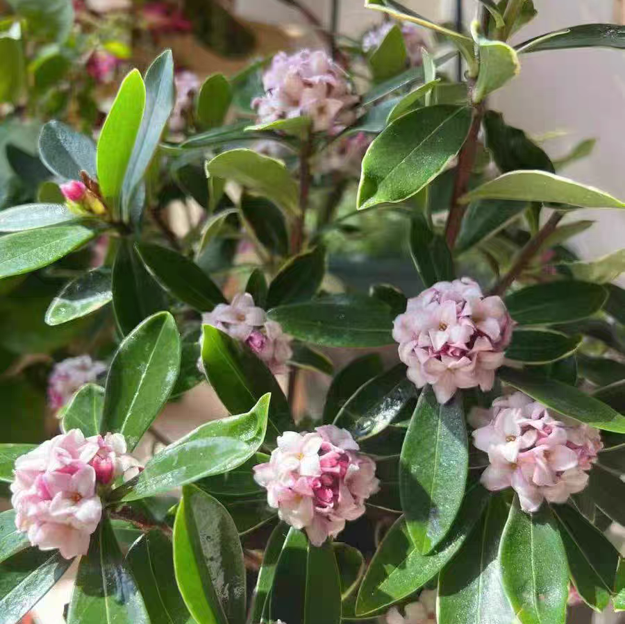 室内带香味的盆栽花有哪些 什么花比香水还好闻