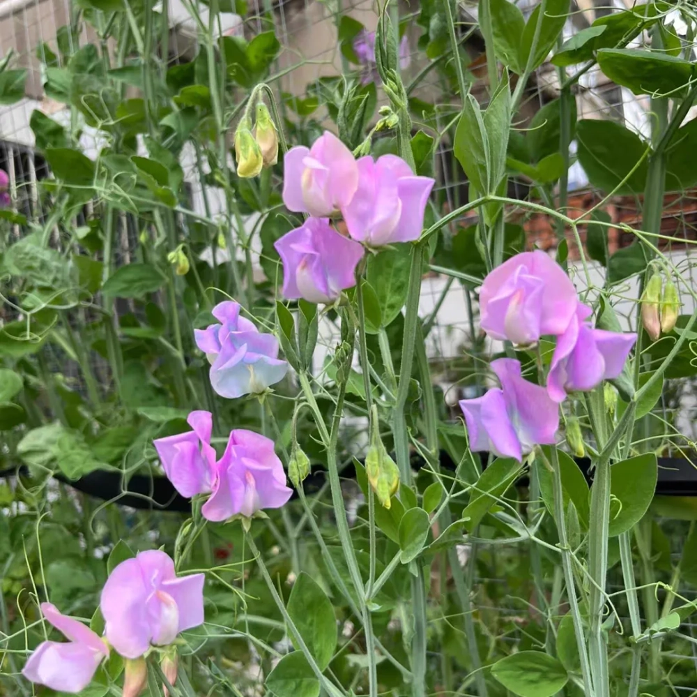 香豌豆花期有多久 香豌豆花什么时候播种种植