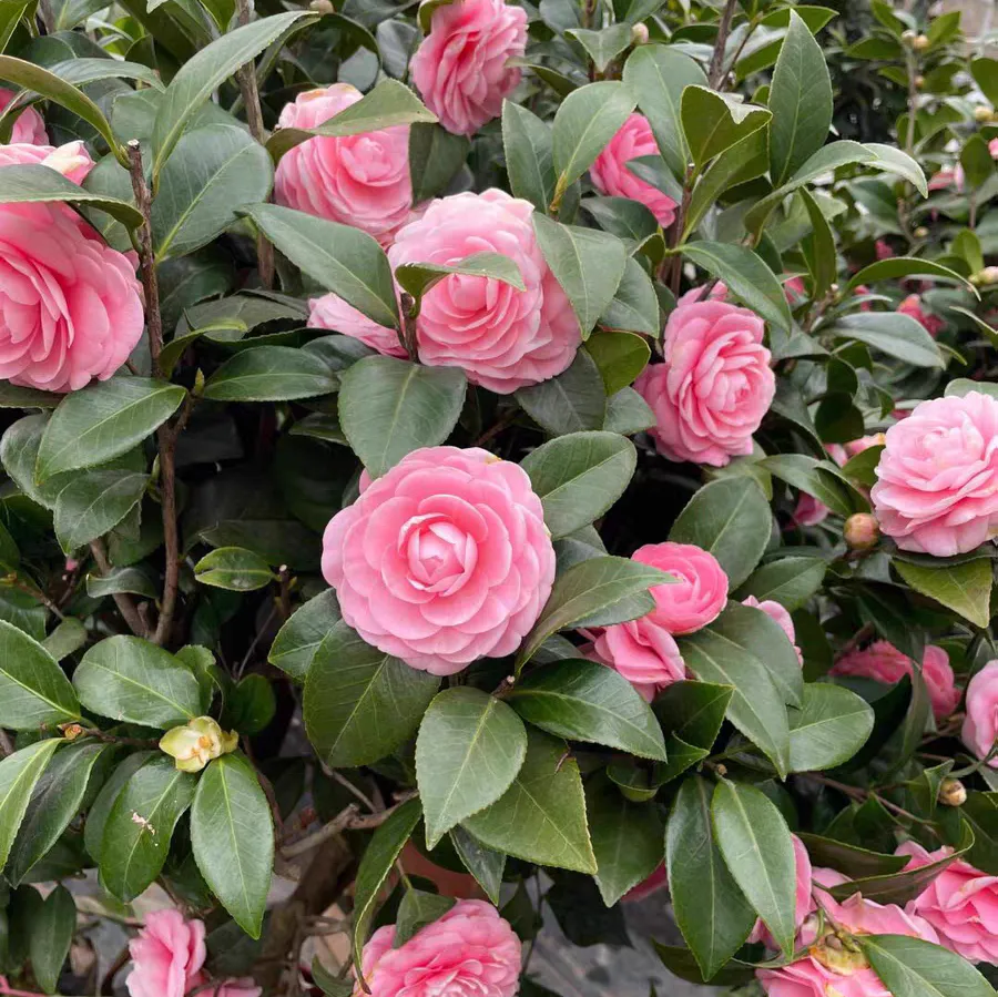 山茶花怕冷吗怕冻吗 山茶花怎么样养护方法最好