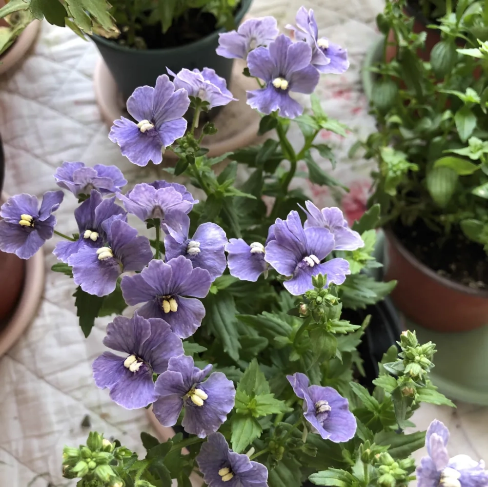 龙面花播种时间是几月份 龙面花好养吗怎么养