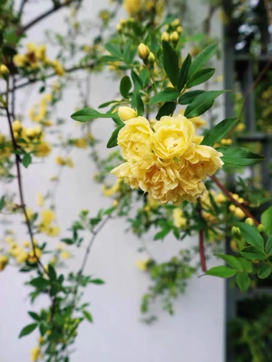 黄木香开花时间什么时候 黄木香冬天落叶吗