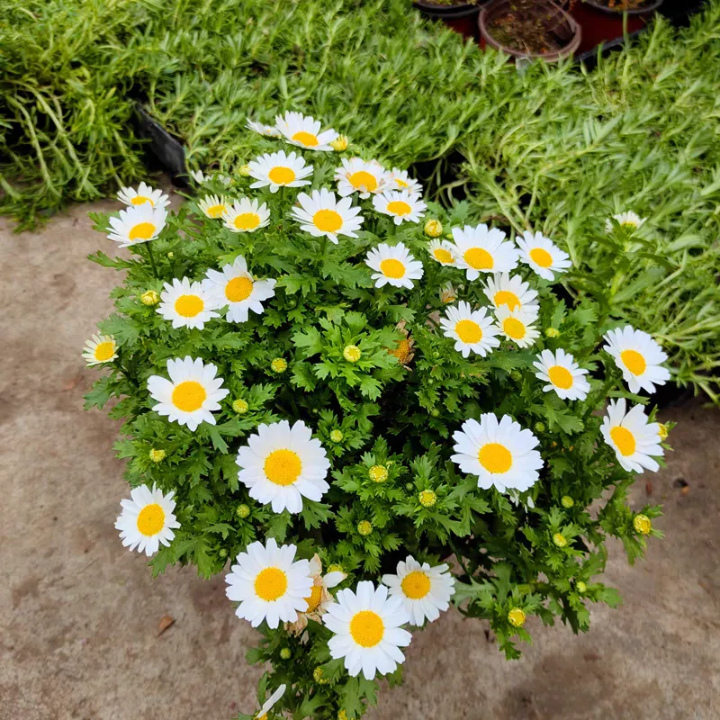 白晶菊花语寓意是什么 白晶菊种植方法和时间