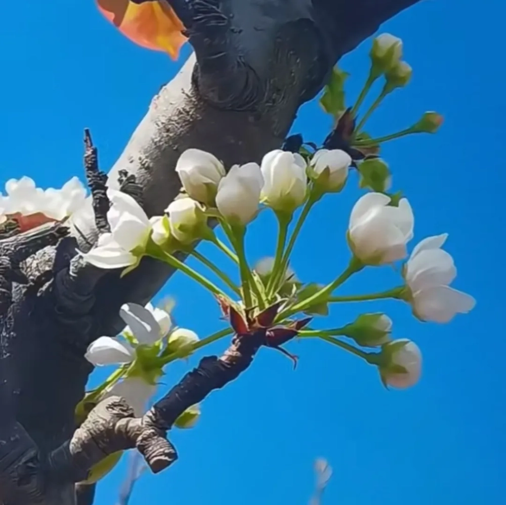 梨花的寓意和象征是什么 梨花什么时候几月份开