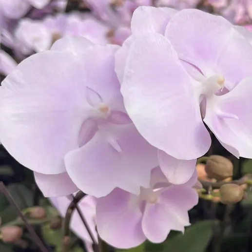 蝴蝶兰紫霞仙子是大花吗还是小花 蝴蝶兰紫霞仙子花期多长时间