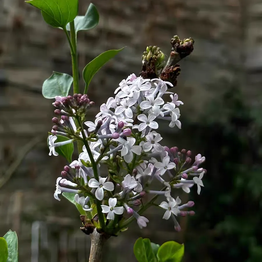 丁香花的花语寓意是什么 丁香花养护管理要点