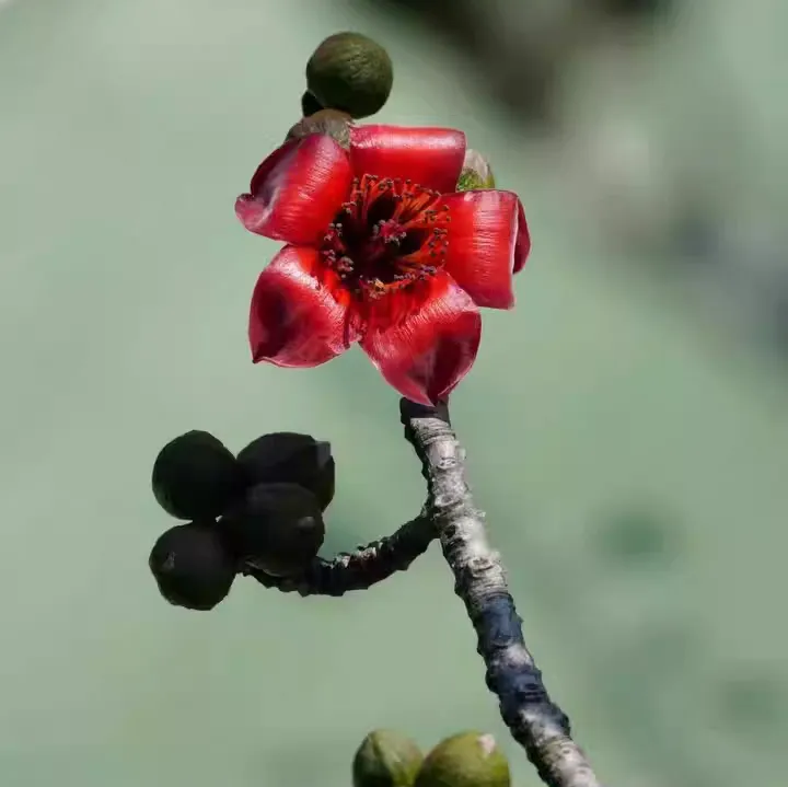 木棉花是哪个城市的市花 木棉花的功效和作用