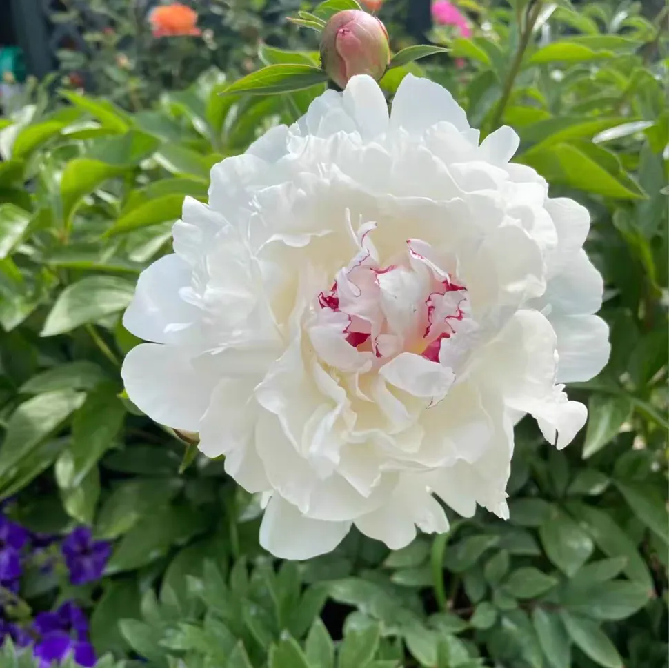初夏时节有什么花开 初夏路边常见的花有哪些