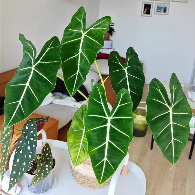 绿植有小飞虫怎么回事 家里养绿植有好多小飞虫怎么办