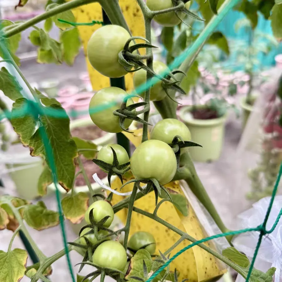 番茄移栽的最佳时间 番茄移栽最简单方法步骤