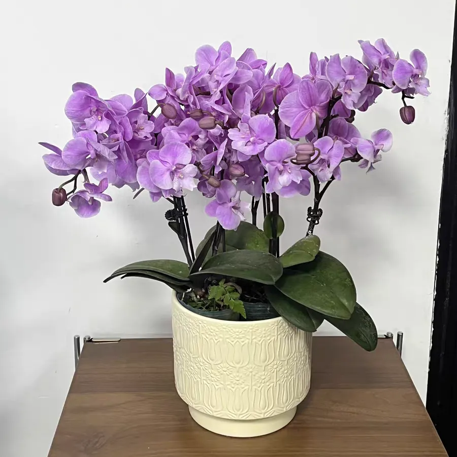 蝴蝶兰花期过后怎么养护 蝶兰花期后的养殖方法和注意事项