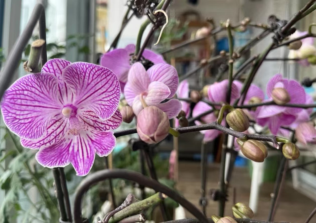 丢弃的蝴蝶兰可以养活吗？蝴蝶兰开花以后还可以第二次开花吗？