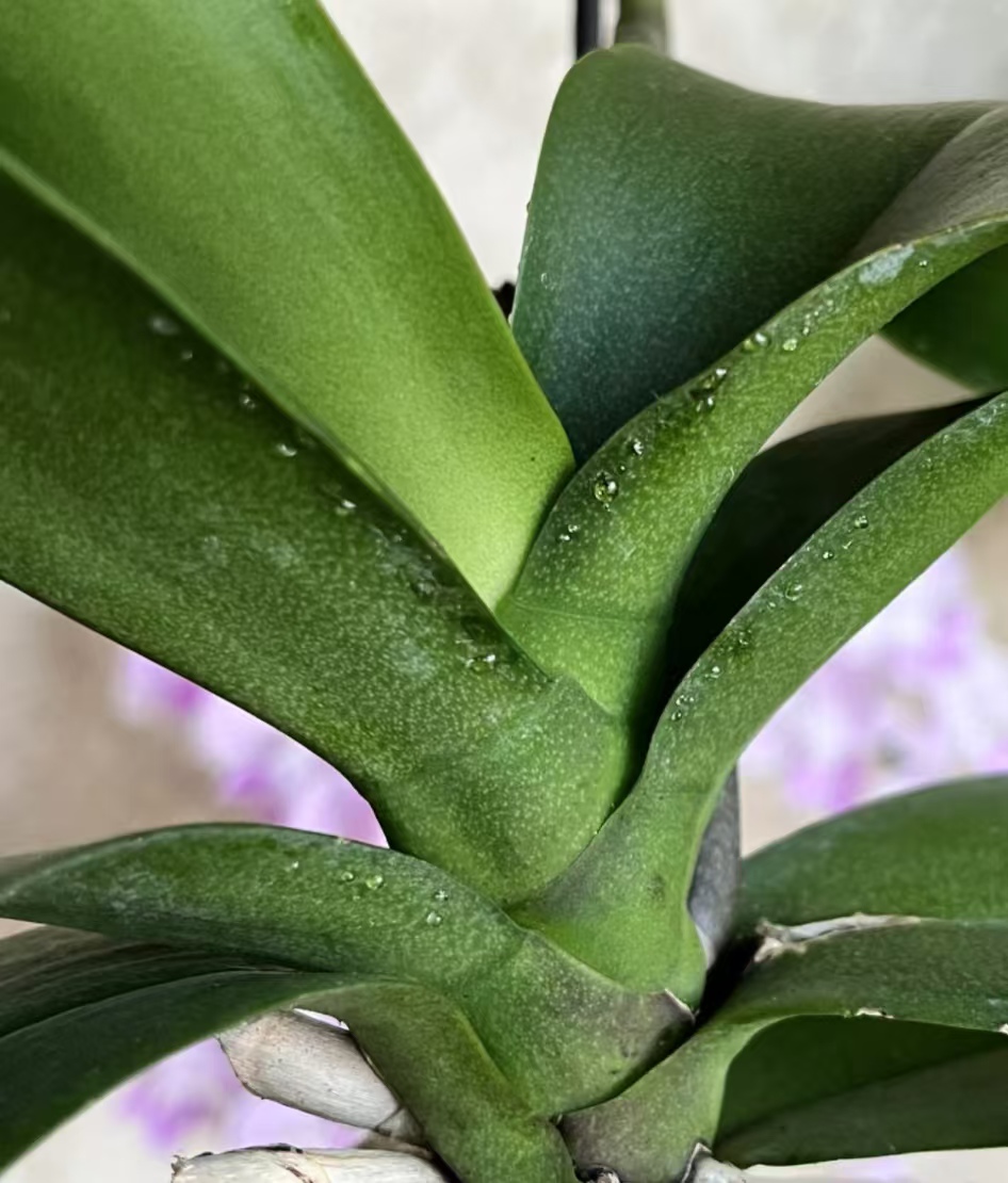 蝴蝶兰花剑上有粘液怎么回事？蝴蝶兰花剑上出胶怎么办？