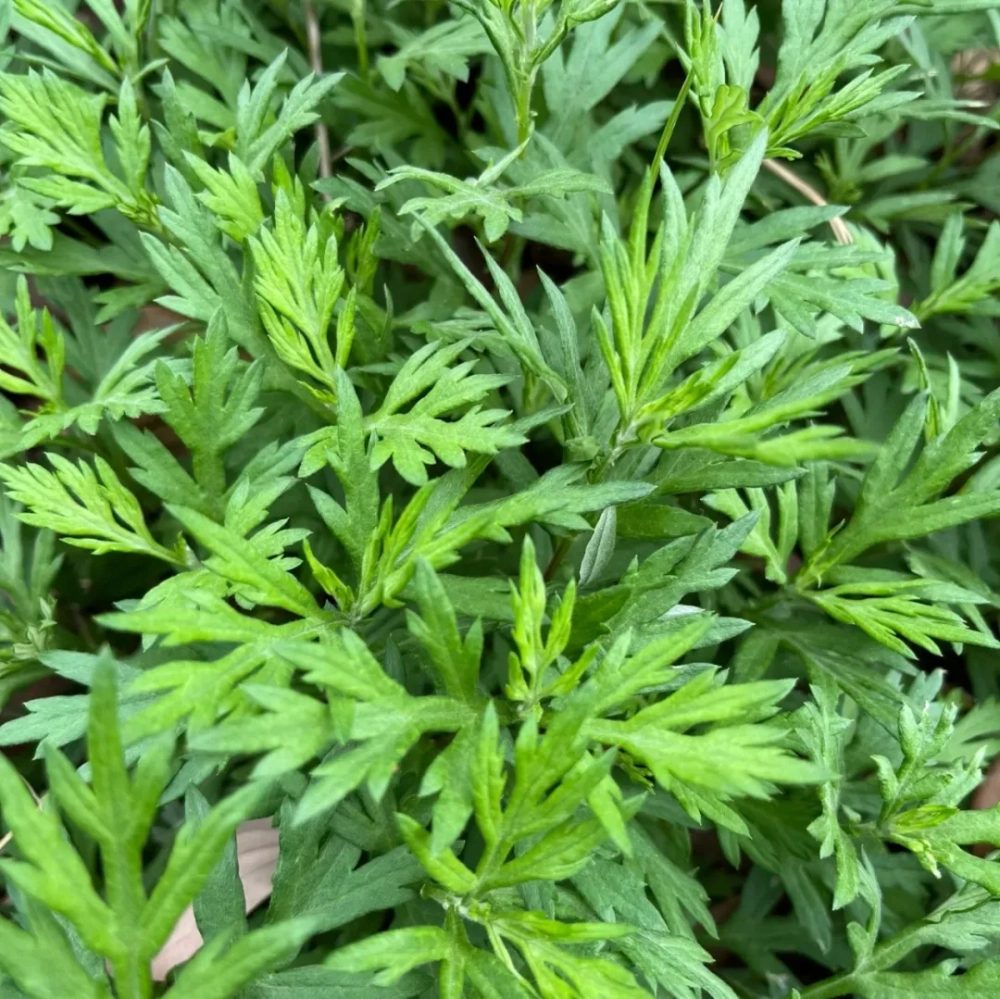 容易导致过敏的植物是什么 常见的易过敏植物有哪些